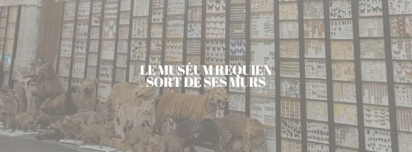 Header Le Muséum Requien sort de ses murs