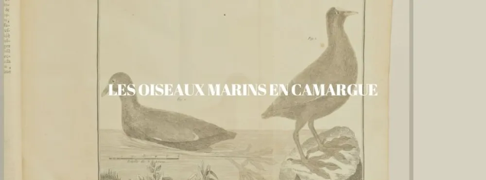 Header Oiseaux marins de Camargue
