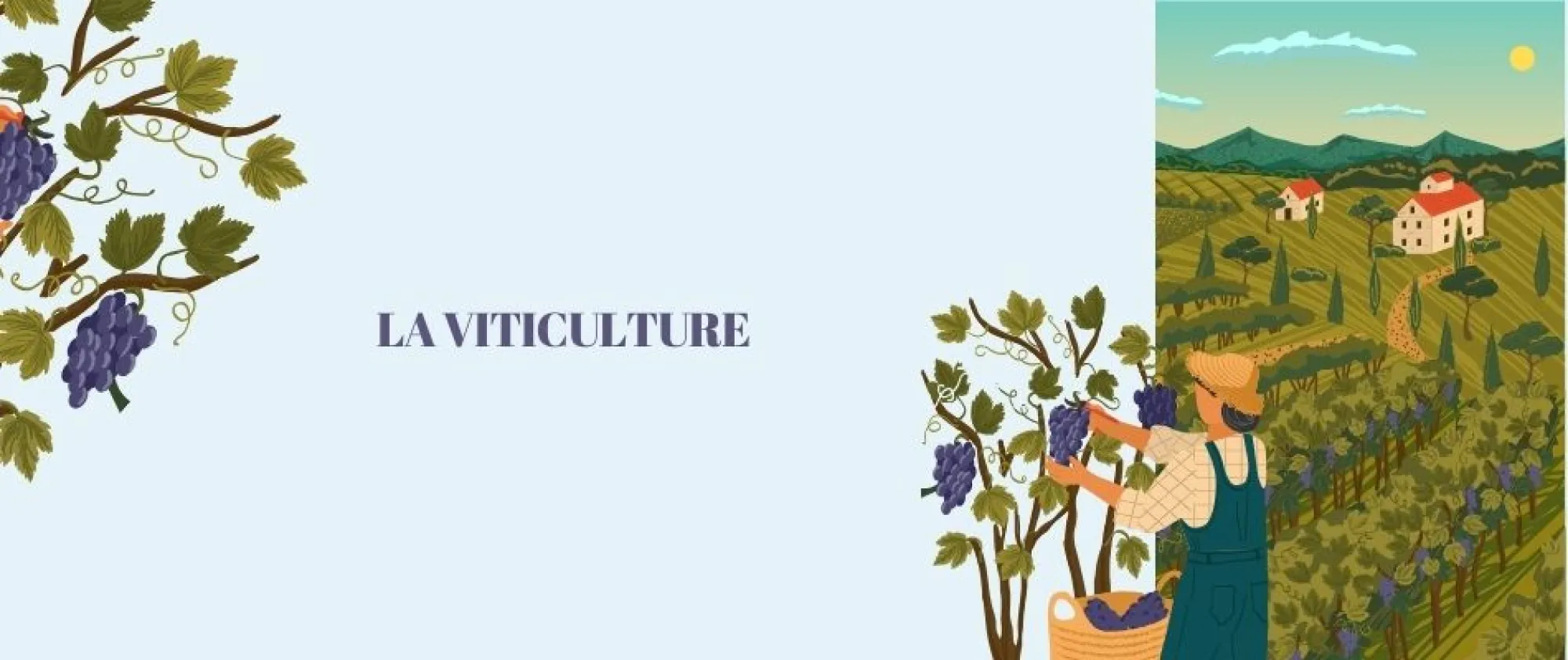 Header La viticulture