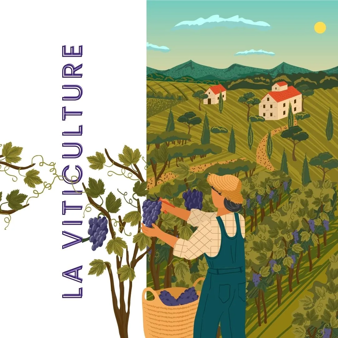 Viticulture 1