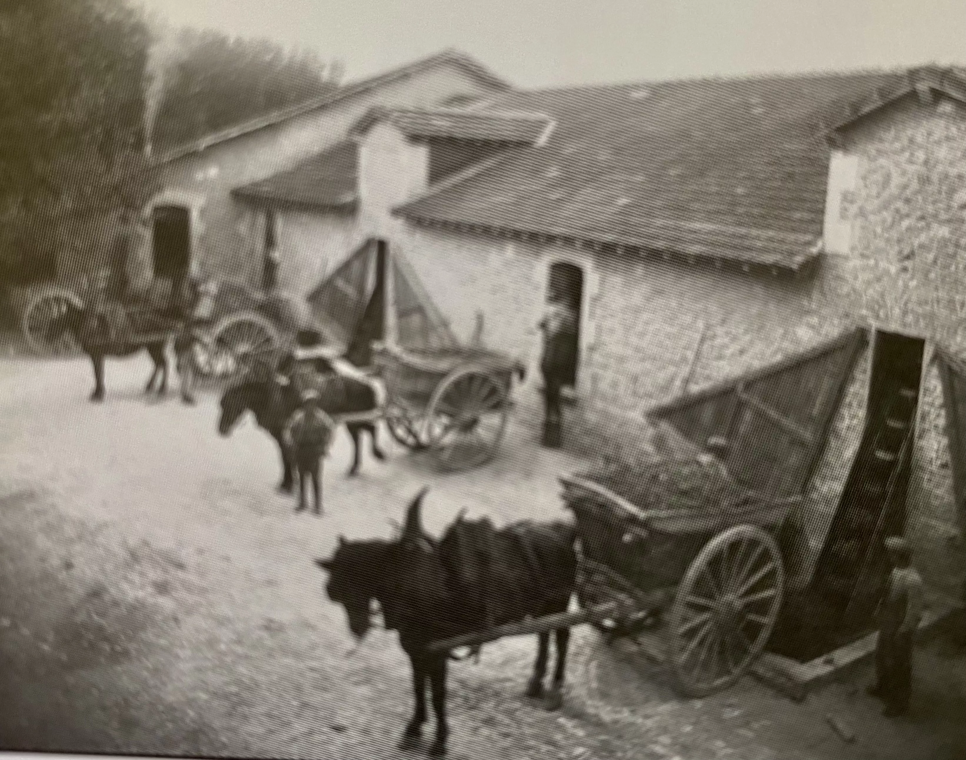 Les vendanges AVIGNON