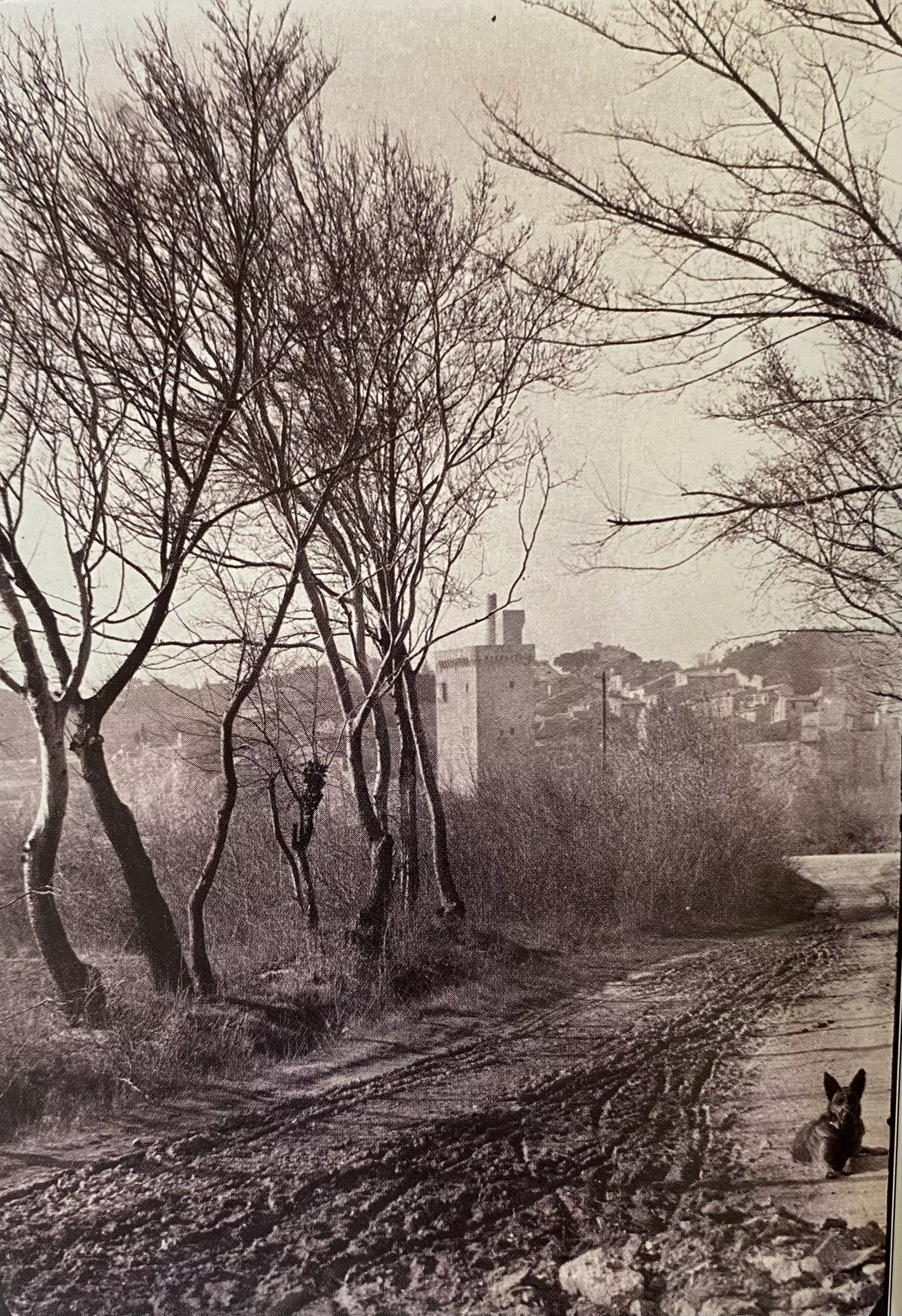 L'île de la Barthelasse et la tour Philippe le Bel